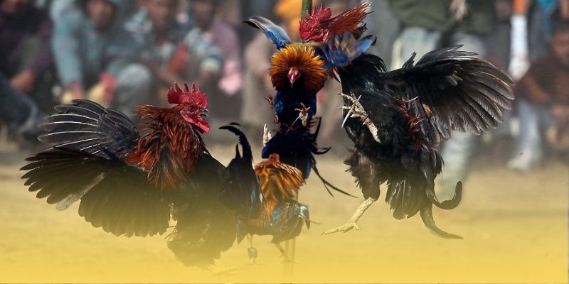 Câu hỏi thường gặp khi người chơi tham gia luậ chơi đá gà cựa sắt tại tv88